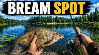 BREAM SPOT — Mosquito Lake | Easy Bream Fishing - Russian Fishing 4 Gameplay screenshot 4