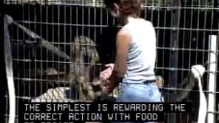 Animal Trainers