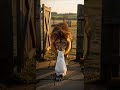 O Gato Doméstico que PEITOU o Leão! 🤯 Veja essa coragem incrível #gatos #animais #coragem