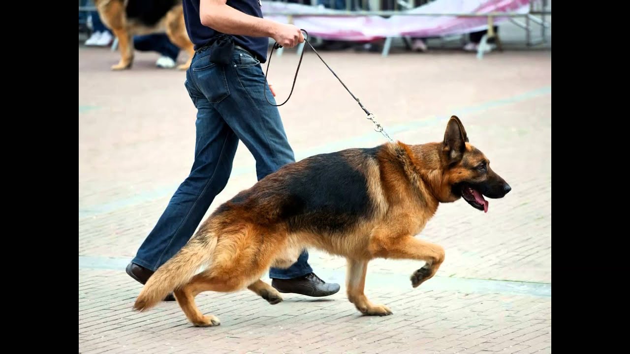 Dog Trainer College Protection Dog Trainer course YouTube