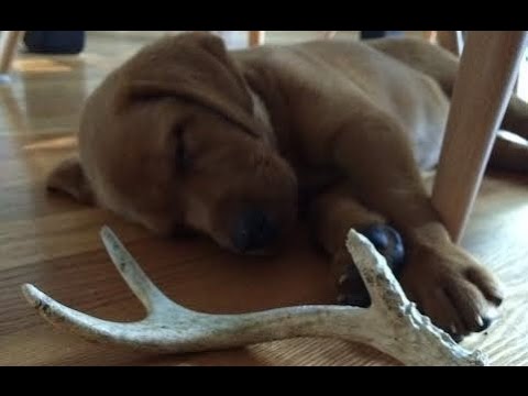 training-your-shed-dog:-3-months-old