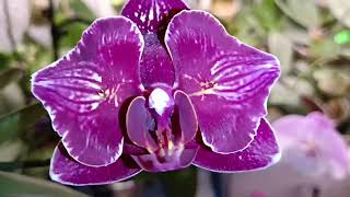 Перше квітування підлітка Phal Cherry Bomb 🦋