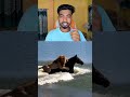 animals video || tiger video || discovery ||  ai history video || azzu technical