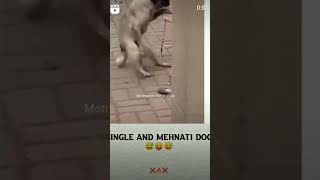 Dog Doing Masterbet