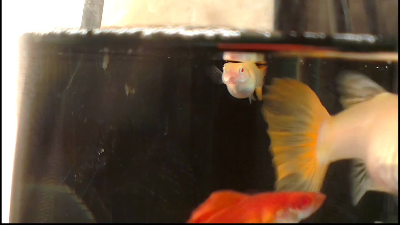 請大大幫看一下他是否有生病 診察室 老爹孔雀魚水族寵物交流網 請大大幫看一下他是否有生病 診察室 老爹孔雀魚水族寵物交流網