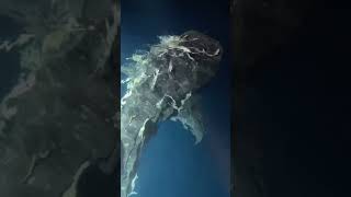 Whale shark ? indonesia fishing tuna youtube youtubeshorts shortfeed