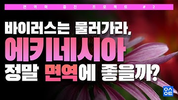 [면역증진] 항바이러스효과   면역증진 효과!! 갓키네시아!! 에키네시아을 알아보자!! / 면역증진프로젝트 2부