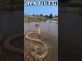 Survival of the Fittest | Part 11 | #snake #cobra #attack #wildlife #Animal