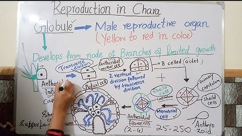Globule of Chara. #algae #bsc