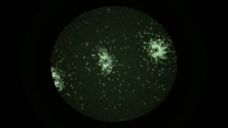 Virus - Open Frameworks