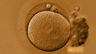 Download Lagu YLBB Russian MP3