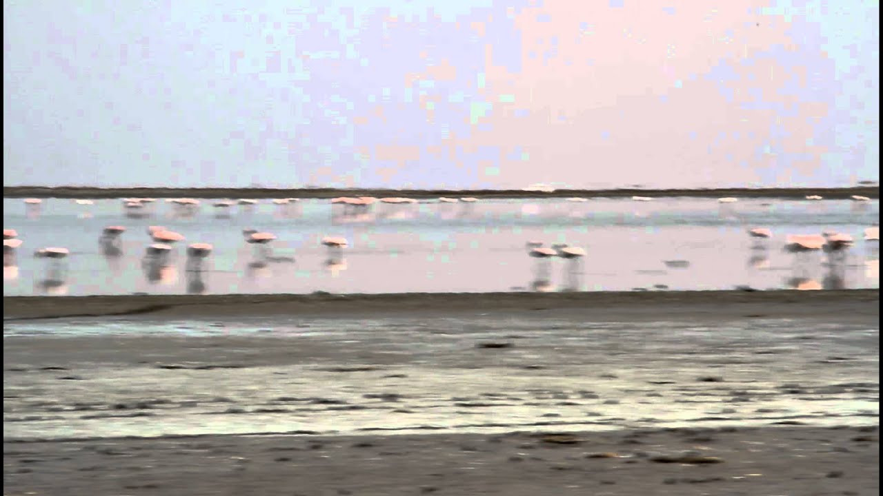 Flamingos on Lake Natron
