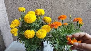 Marigold : Mga Simpleng Paraan ng Pag-Aalaga (Marigold Basic Growing Tips)