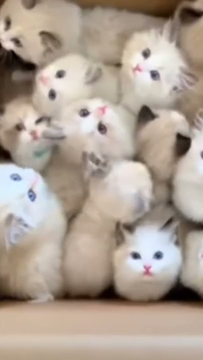 STORY VIRAL kucing anggora paling lucu,imut dan cantik #shorts