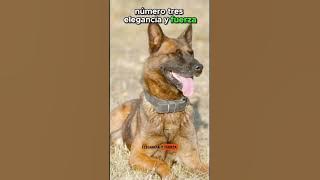 Estos Perros Combinan❤️⚡Elegancia Y Fuerza. #perros #dog #dogs  #dogshorts #pets #doglovers #pet