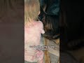 My dog and daughter are forming a harmonica band! 🎶🤣