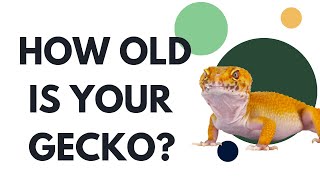 How Old Is Your Leopard Gecko? Here's how to tell!