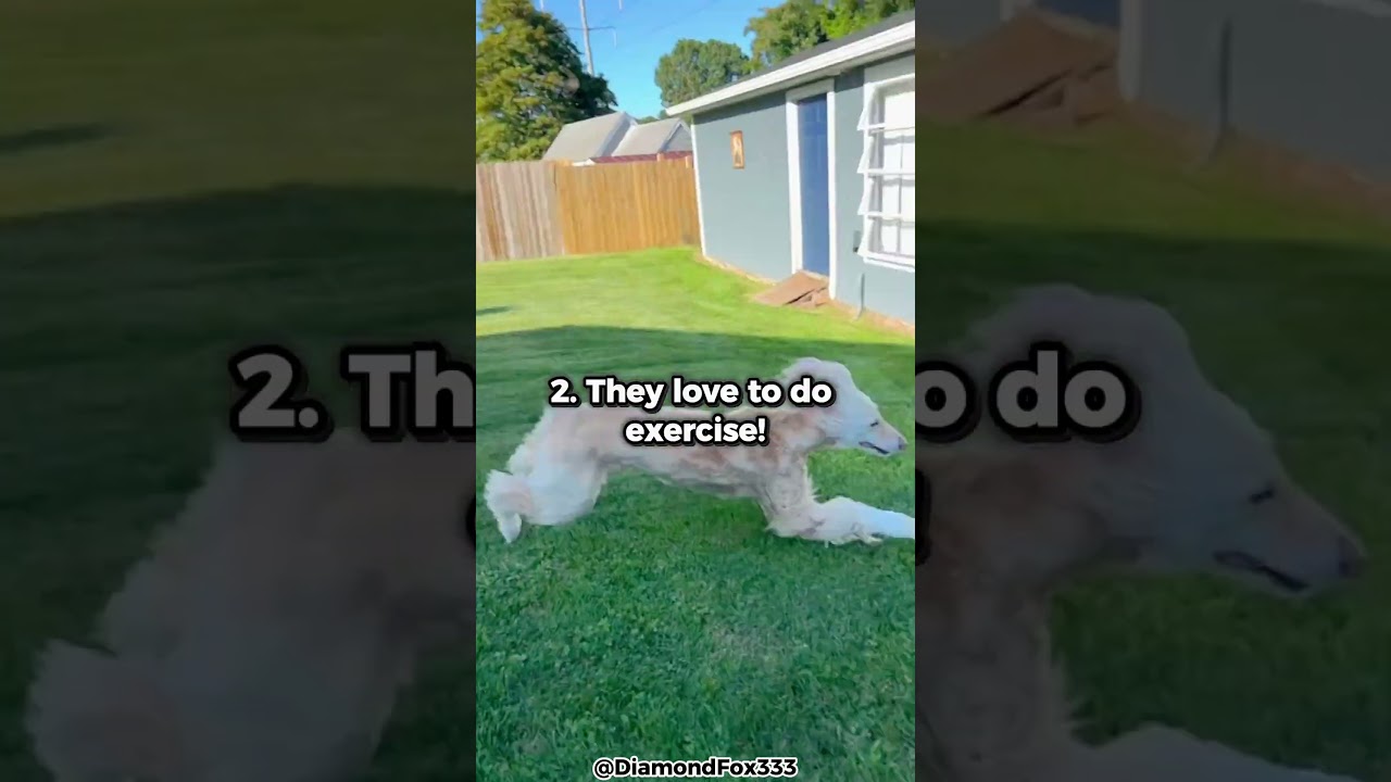 Пять главных причин, почему вам не стоит заводить афганскую борзую!