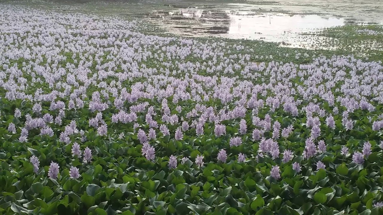 പാടത്തു വിരിഞ്ഞ കുളവാഴ | കാക്കപോള |water hyacinth - YouTube