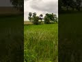 Paddy Spring Agriculture Drone #drone #agriculturedrone