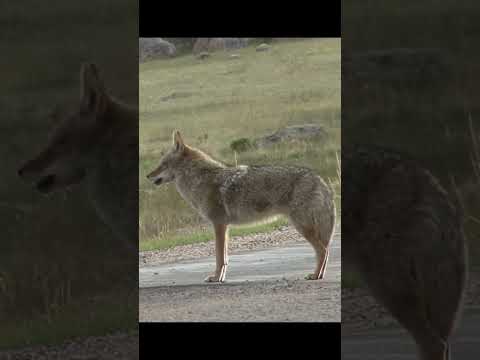 Coyote Sounds of Howling and Barking | Canis latrans Sounds #wolf #coyote #animalsounds #fox