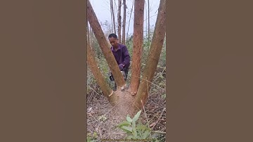 जंगल के पेड़ नहीं काटने चाहिए | jungle tree are not be cut | #shortvideo