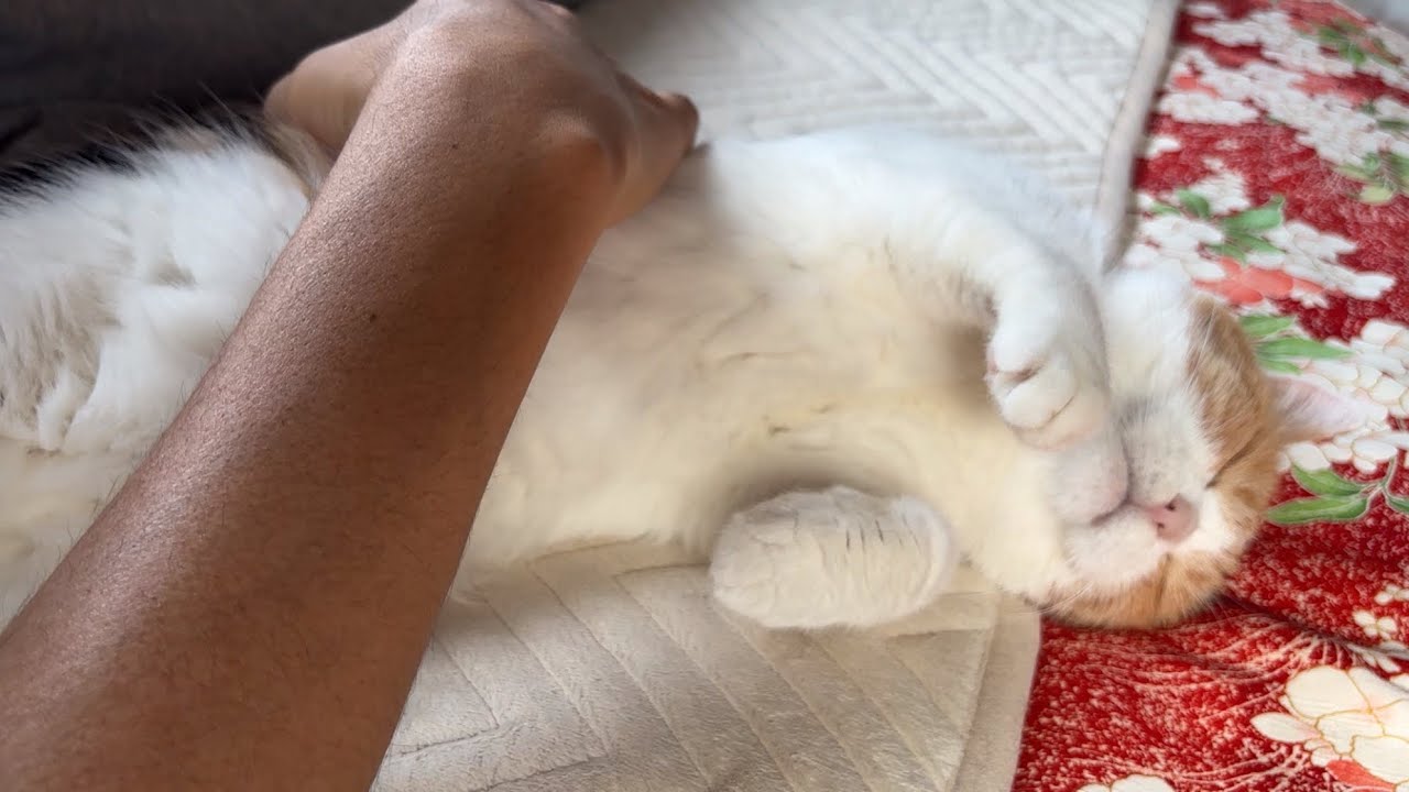 三毛猫】肉球もお腹も各パーツそれぞれがかわいいミケ（2026年6月14日