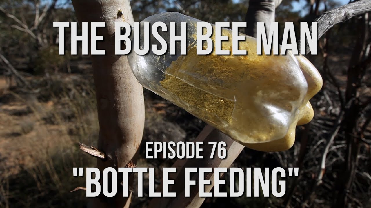 Diy Bottle Pollen Feeder Episode 76 Bottle Feeding Youtube