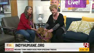 Mutt strut: Indy Humane's biggest fundraiser