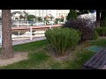 Сочи Парк Отель  Розы в декабре
