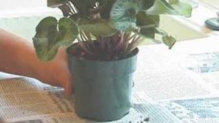 How to Get Rid of Indoor Gnats How to Get Rid of Indoor Gnats