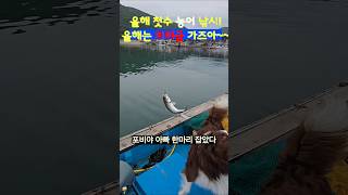 미터급 농어??  잡을때까지 낚시는 계속된다.#백령도, #농어루어낚시, #농어, #백령도해녀와사위