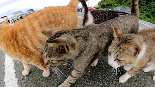 たくさんの猫達が駐車場で集まってニャン密…じゃなくて3密状態になった