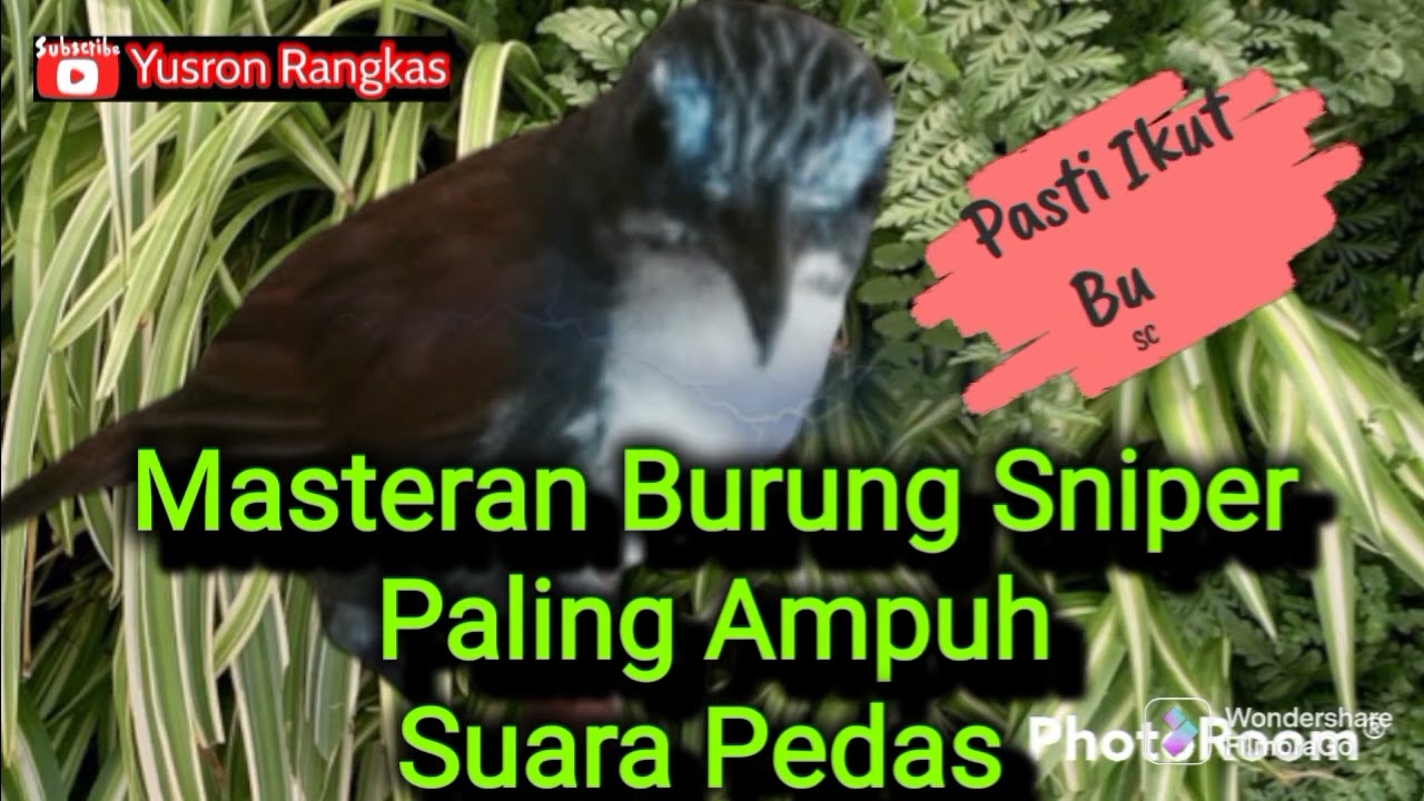 Masteran burung Sniper paling Ampuh suara Pedas banget
