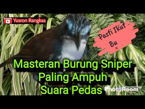Pancingan burung sniper gacor