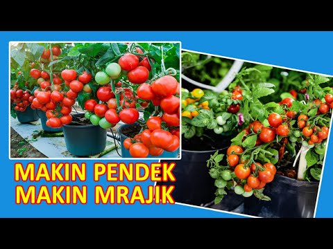 Video: Menanam Tomato Di Rumah Hijau