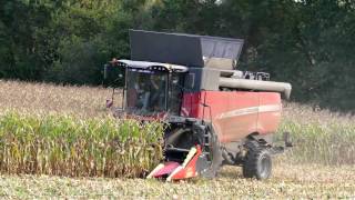 Battage maïs grain 2016 | Massey ferguson | 8 rangs