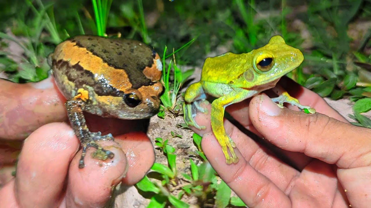 Colorful Frogs Cute Cute | Beautiful Frogs | Frog Outdoor