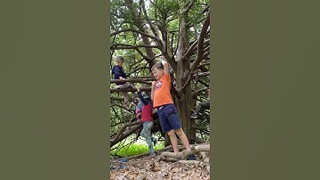 Tree Climbing Timelapse