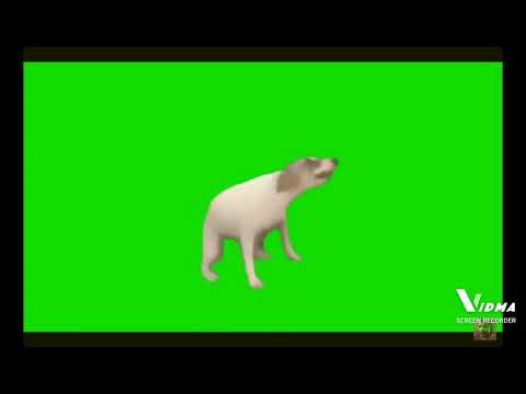 Dancing Dog Meme Green Screen