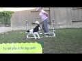 Dog Agility Training Rear Cross
