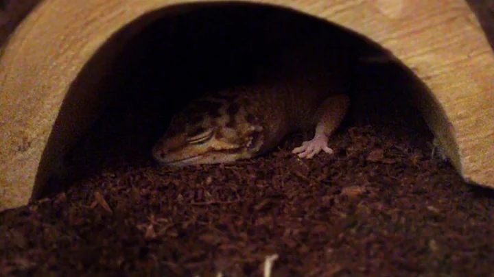 20 Reasons Why A Leopard Gecko Isn't Eating | FAQ FRIDAYS