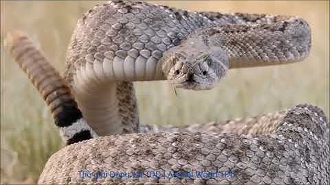 040. Động vật hoang dã bị điện giật chết - Wild animals electrocuted to death - TDD