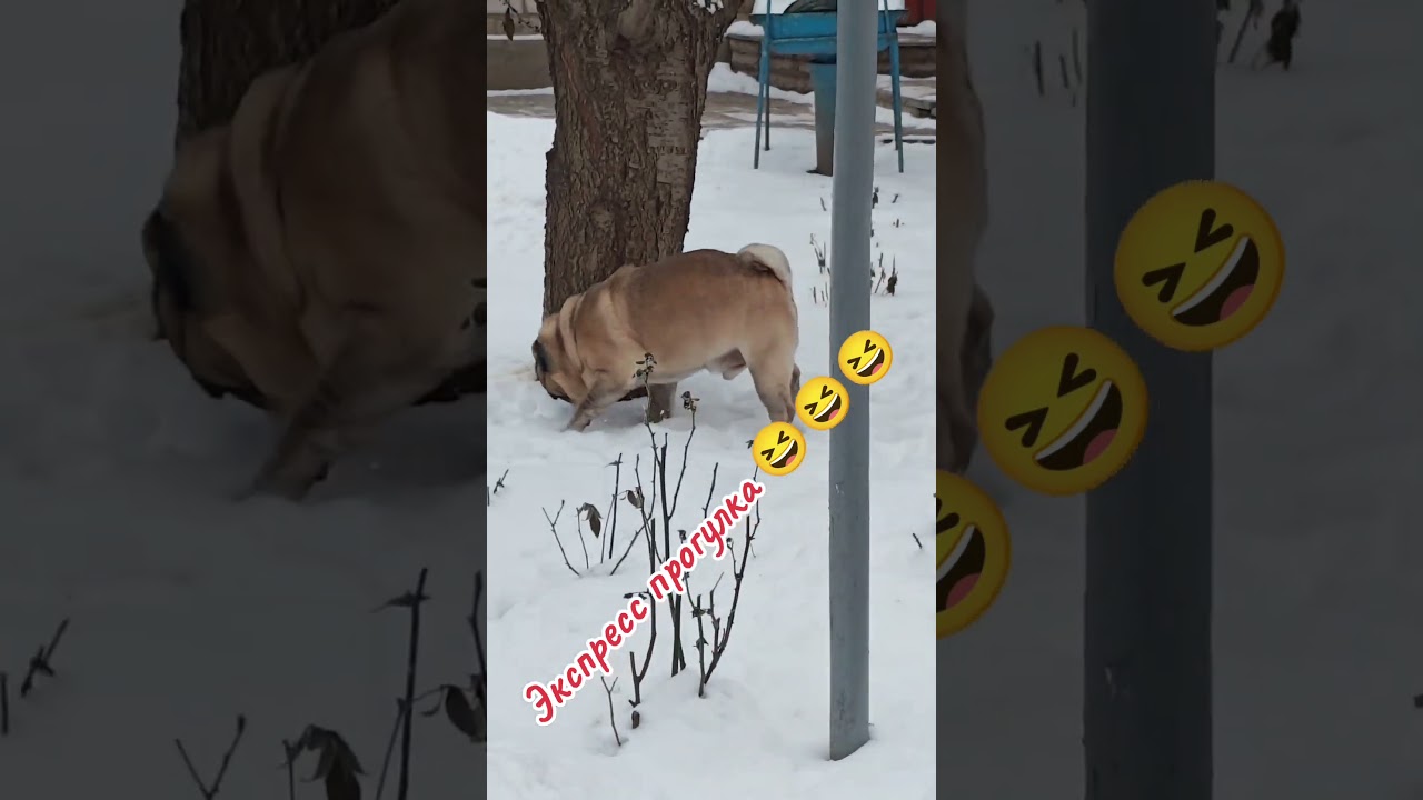 Зимние будни 🤣 #саймон #speakpug #pug #собака