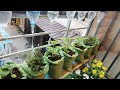 How to grow vegetable in bags by organic garbage for your small garden