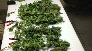 MK Ultra Week 8 (Harvest) Medical Marijuana Grow