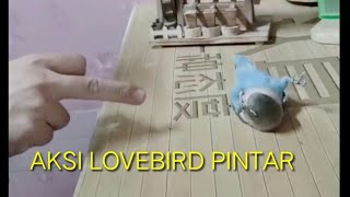 LOVEBIRD PINTAR bisa di ajak main