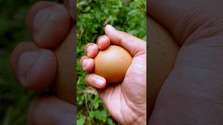 Famous Count To Ten With EGGS || Lizard EGG #preschool #kidssongs #counting #kidsvideo Wealth