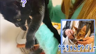 黒猫ナナはパパさんの肩掛けハンモック入ってくれるかな？