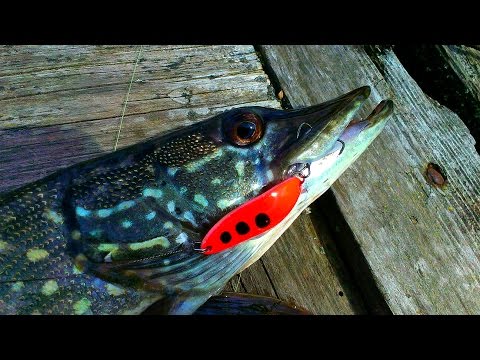 Ловля щуки спиннингом на железо. Проводка колеблющейся блесны. Favorite Shard. Waterland Deep Cupper Ловля щуки спиннингом на железо. Проводка колеблющейся блесны. Favorite Shard. Waterland Deep Cupper